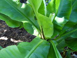 Image of Banana aphid