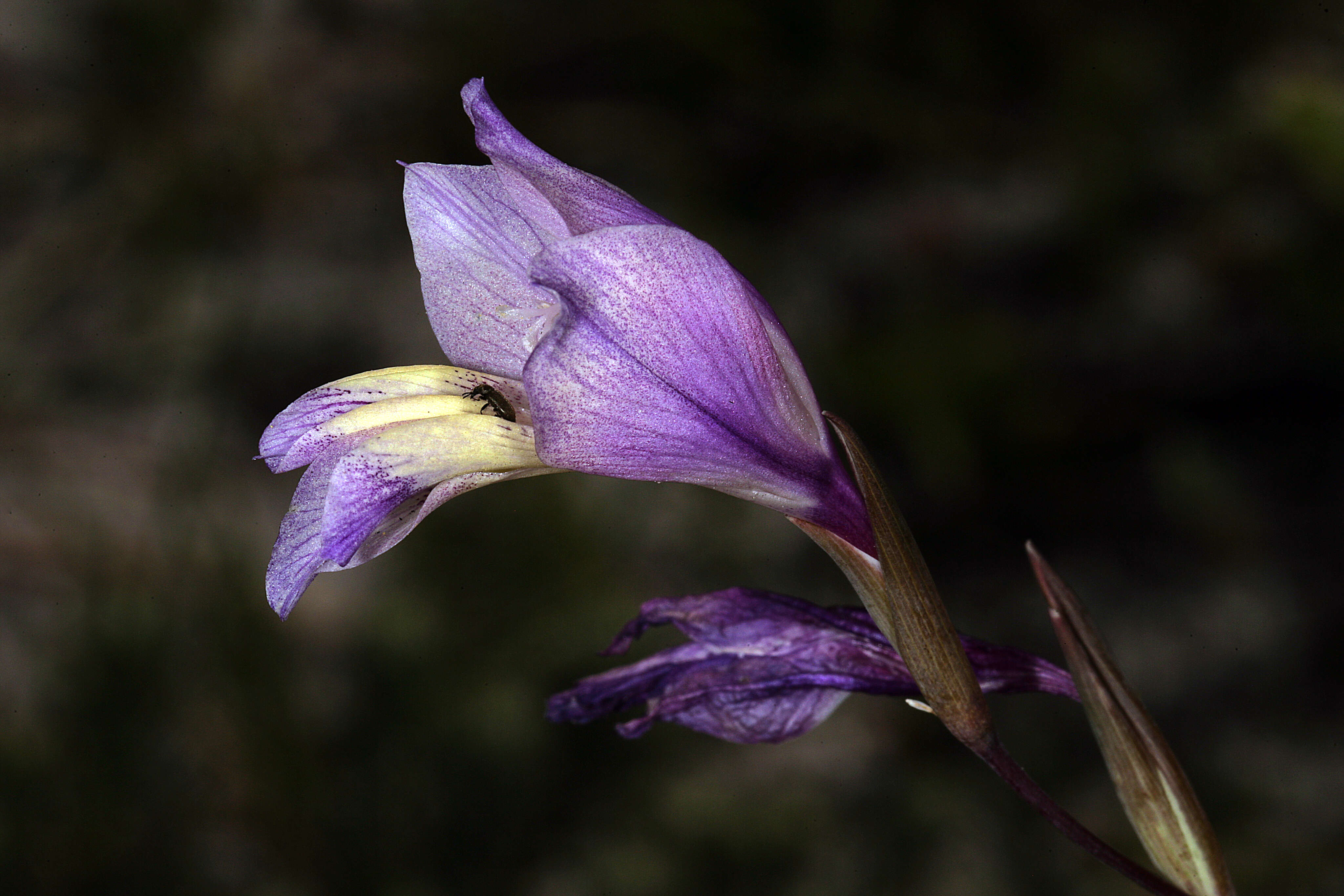 Image of Blue Afrikaner