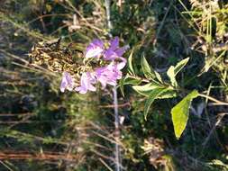 Imagem de Campanula bononiensis L.