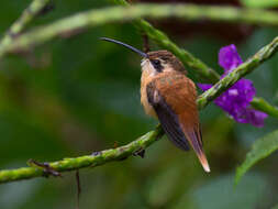 Image of Reddish Hermit