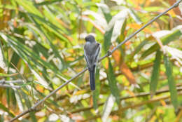 Image of Flycatcher-shrike