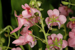 Image of Diascia vigilis O. M. Hilliard & B. L. Burtt