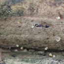 Image of Monomorium ergatogyna Wheeler 1904