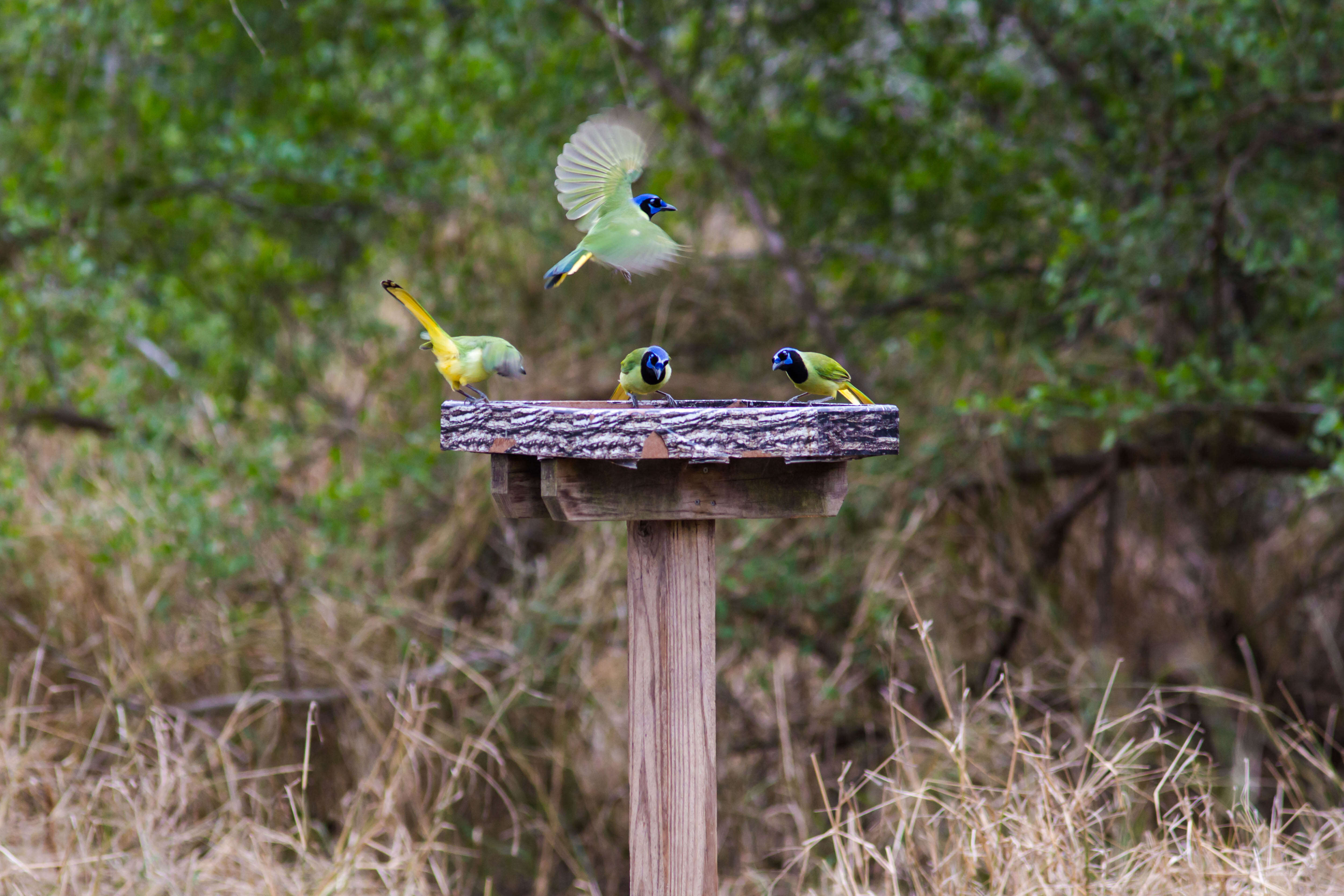 Image of Green Jay