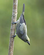 Image of Palm Tanager