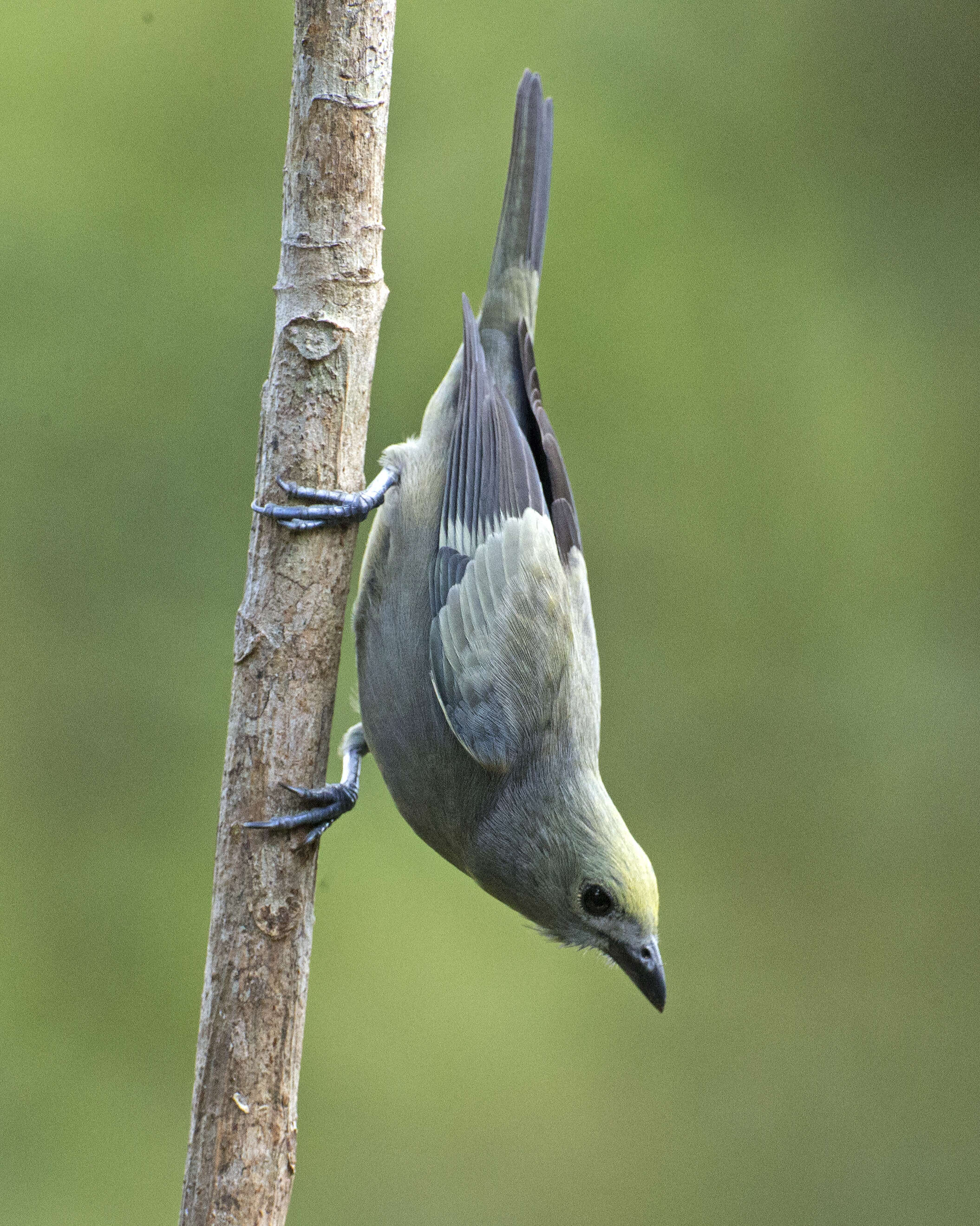 Image of Palm Tanager