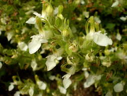 Image of yellow germander