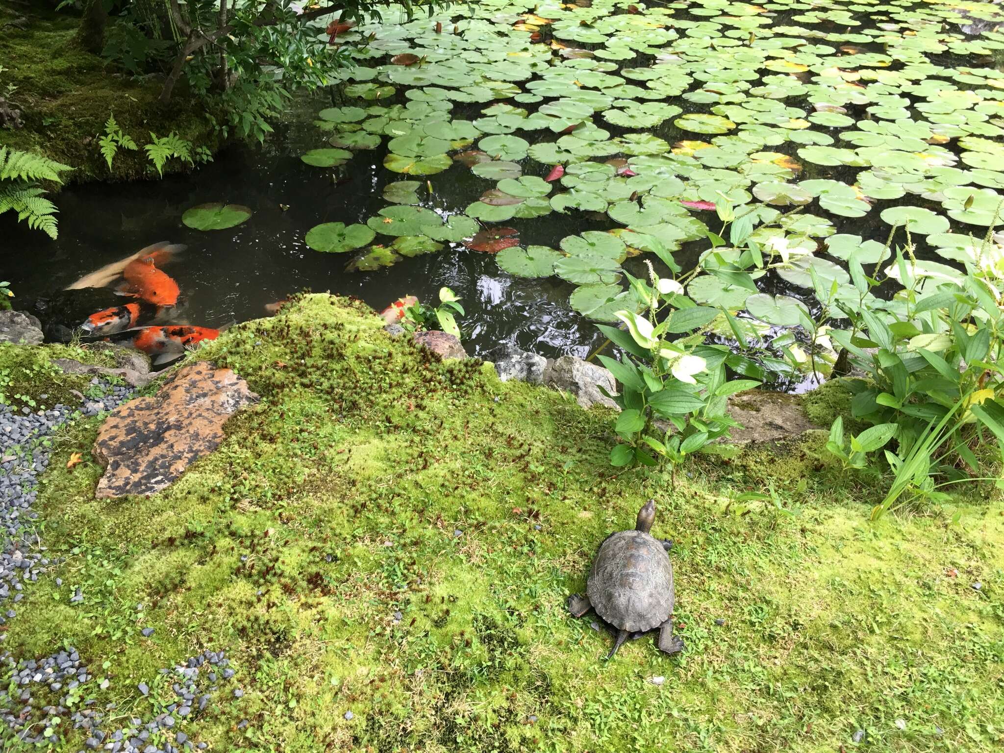 Image of Japanese Pond Turtle