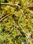 Image of square goose neck moss