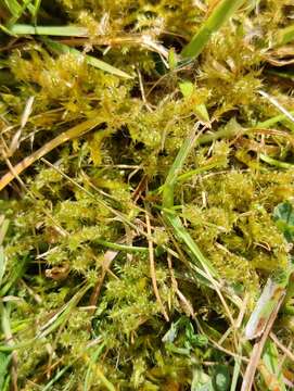 Image of square goose neck moss