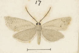 Image of Ericodesma aerodana Meyrick 1881