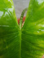 Image of Alocasia zebrina Schott ex Van Houtte