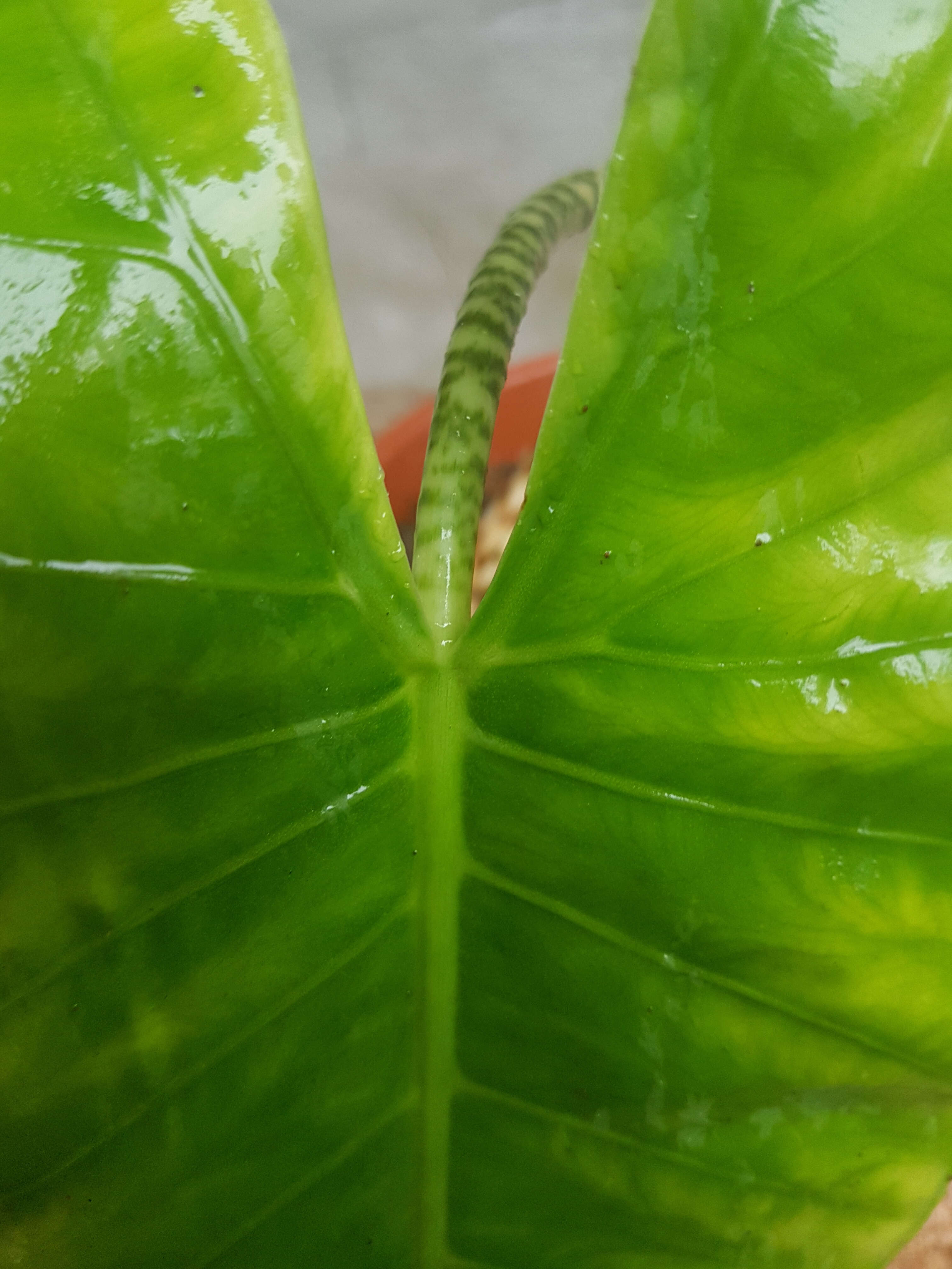 Image of Alocasia zebrina Schott ex Van Houtte