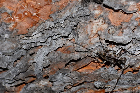 Image of Ponderosa Pine Bark Borer