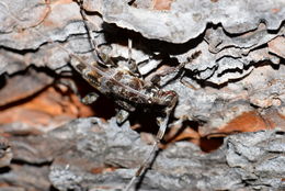 Image of Acanthocinus princeps (Walker 1866)