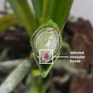 Image of Fusarium