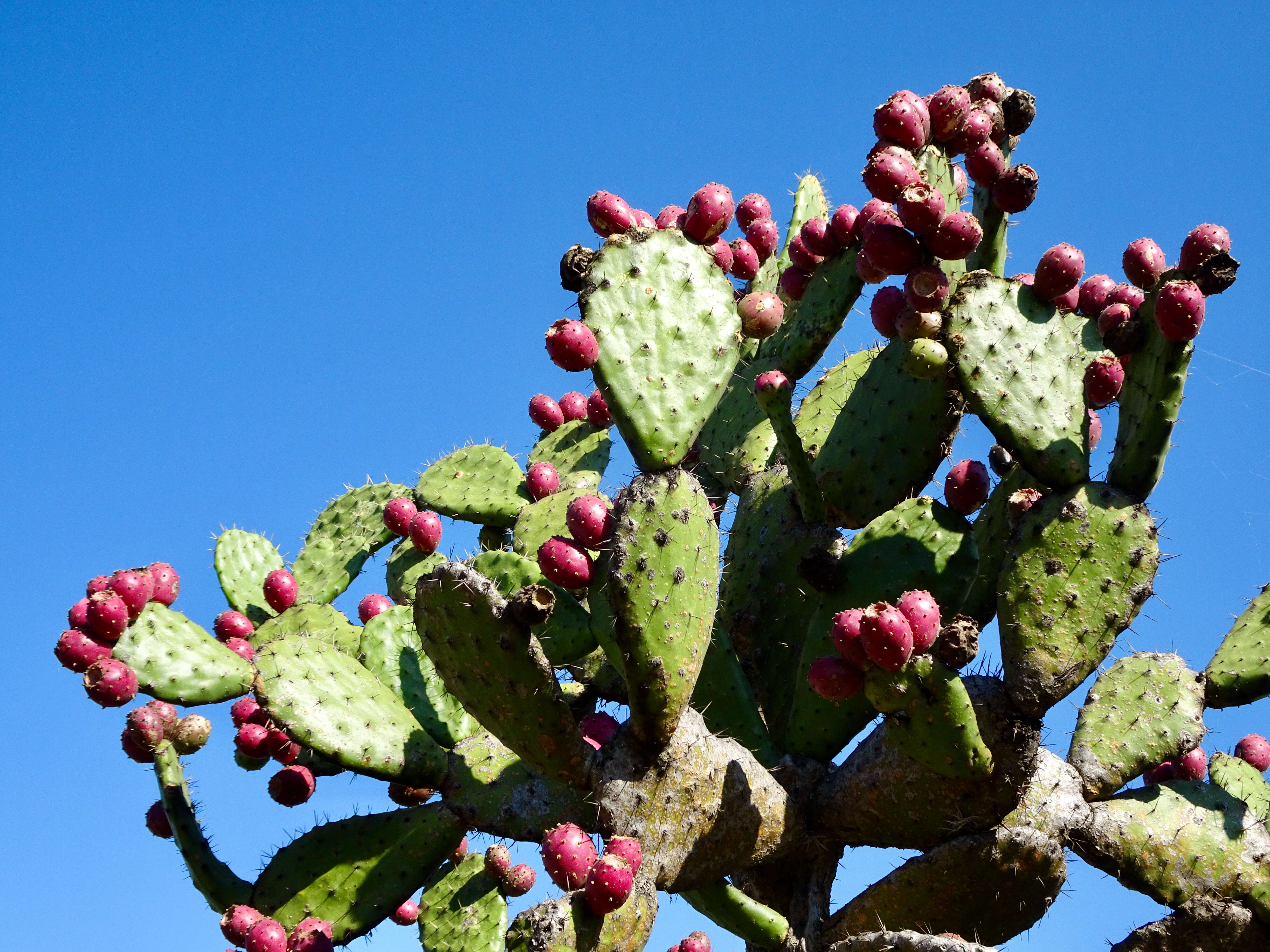 Image of Barbary Fig