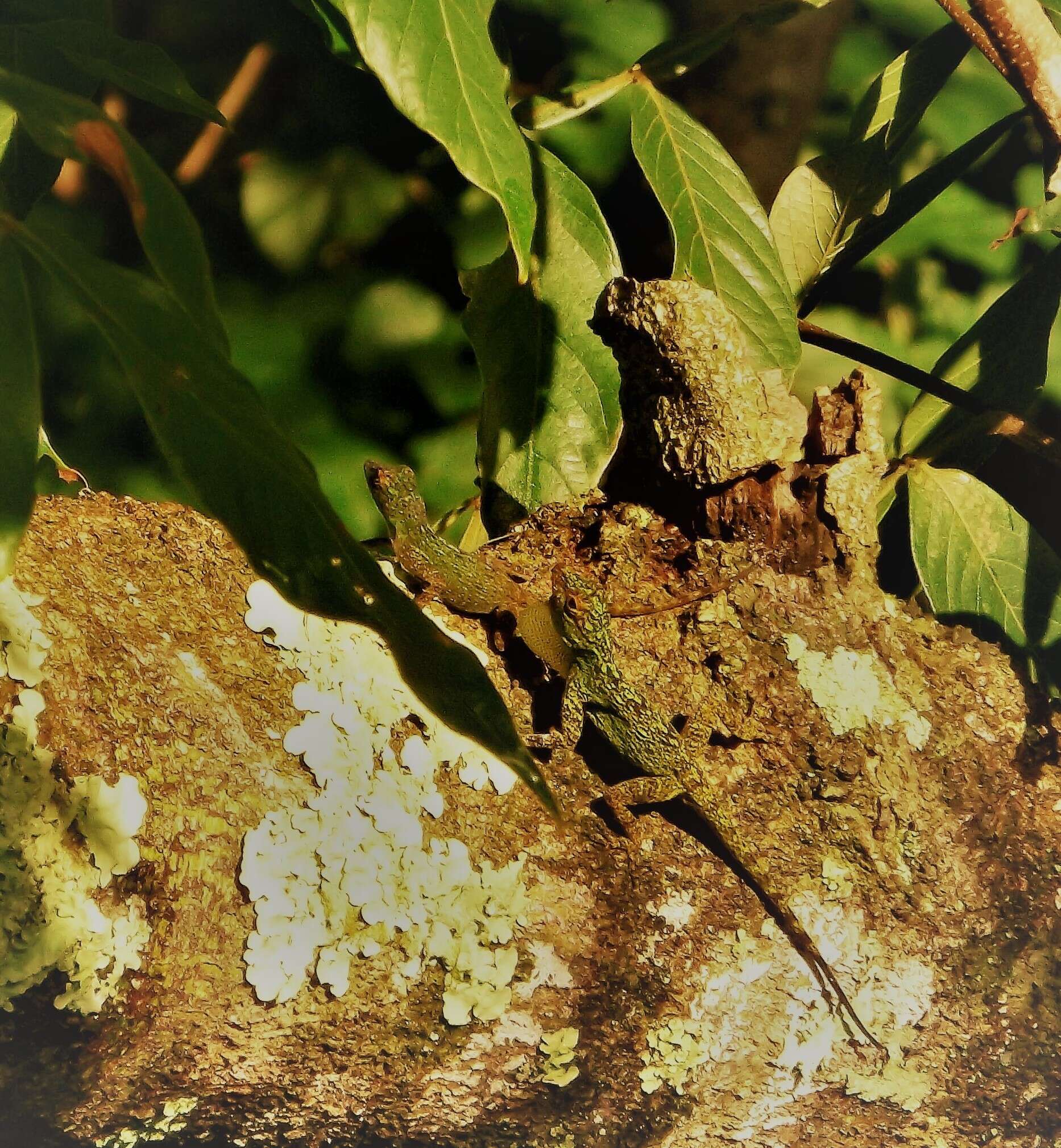 Image de Anolis distichus Cope 1861