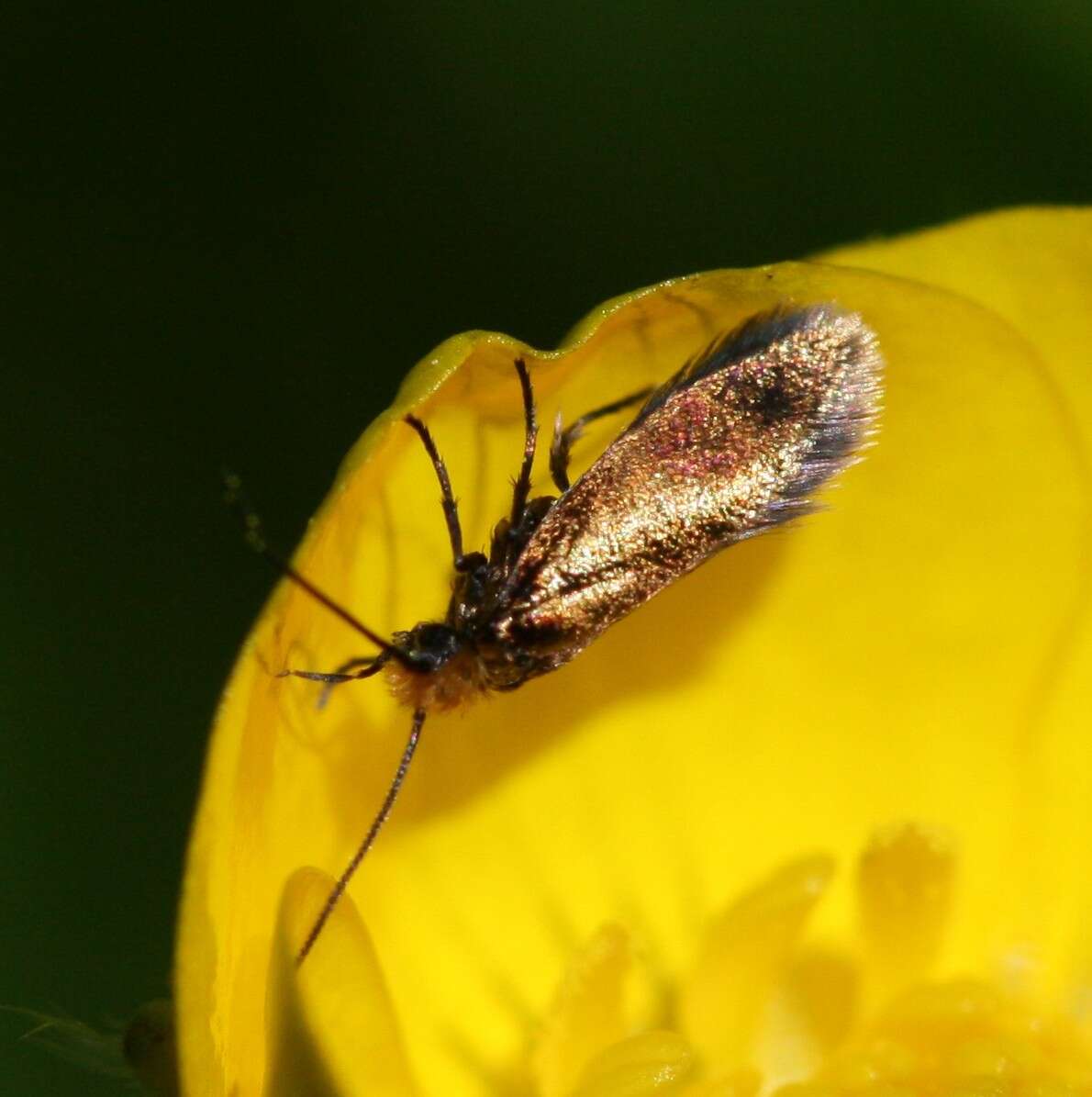 Image of marsh marygold moth