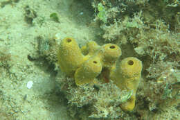 Image of aureate sponge