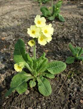 Image of elatior hybrid primroses