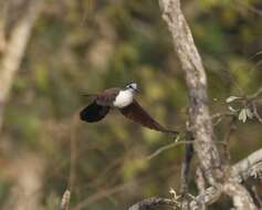 Image of Tambourine Dove