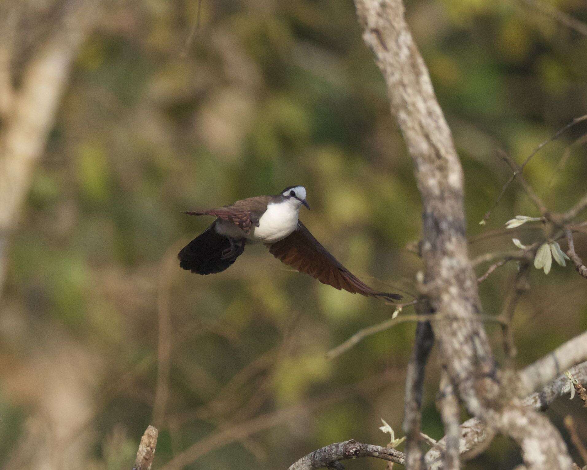 Image of Tambourine Dove