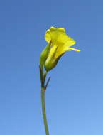 Image of French flax