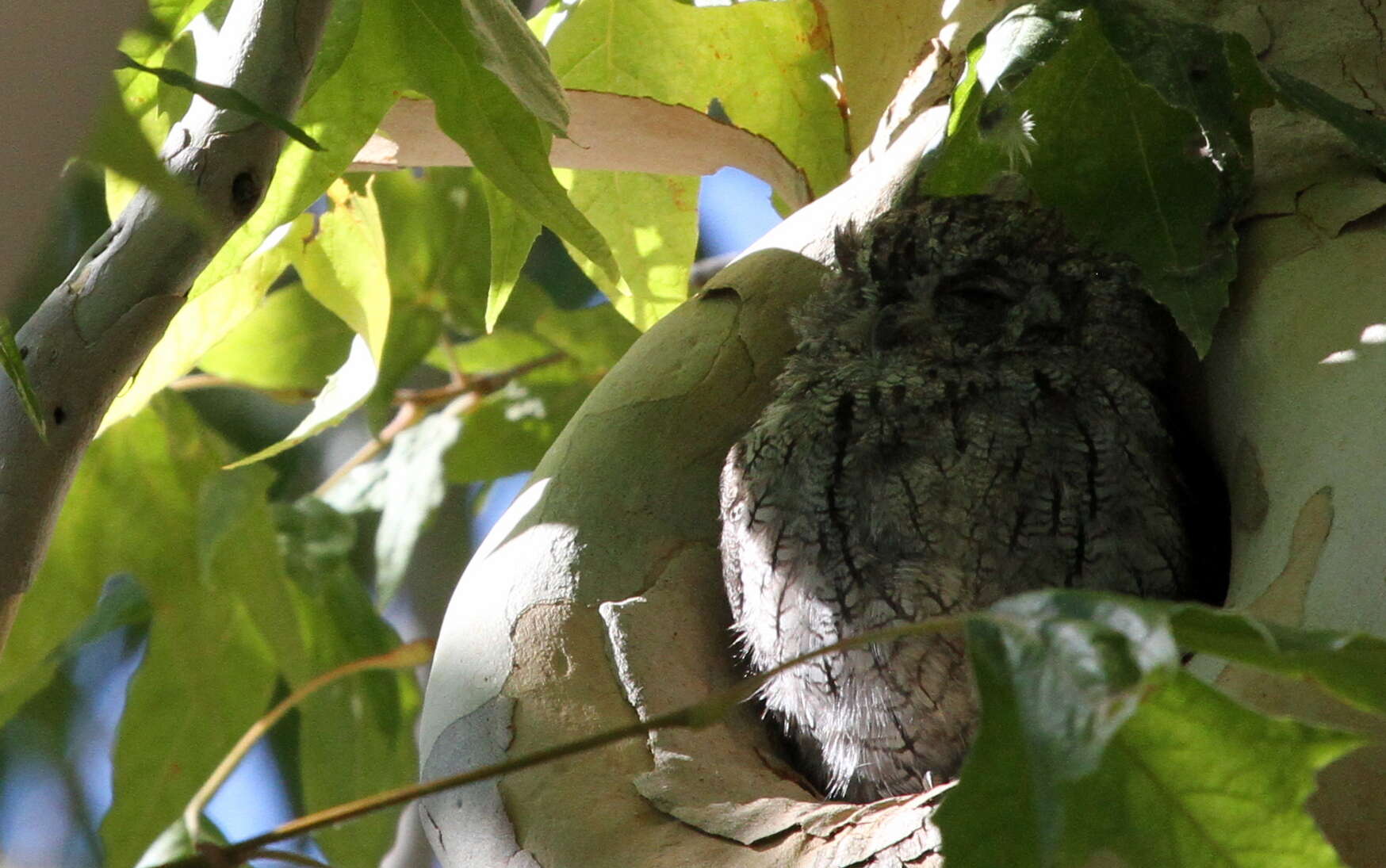 Image of Western Screech Owl