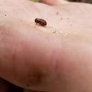 Image of Red Turpentine Beetle