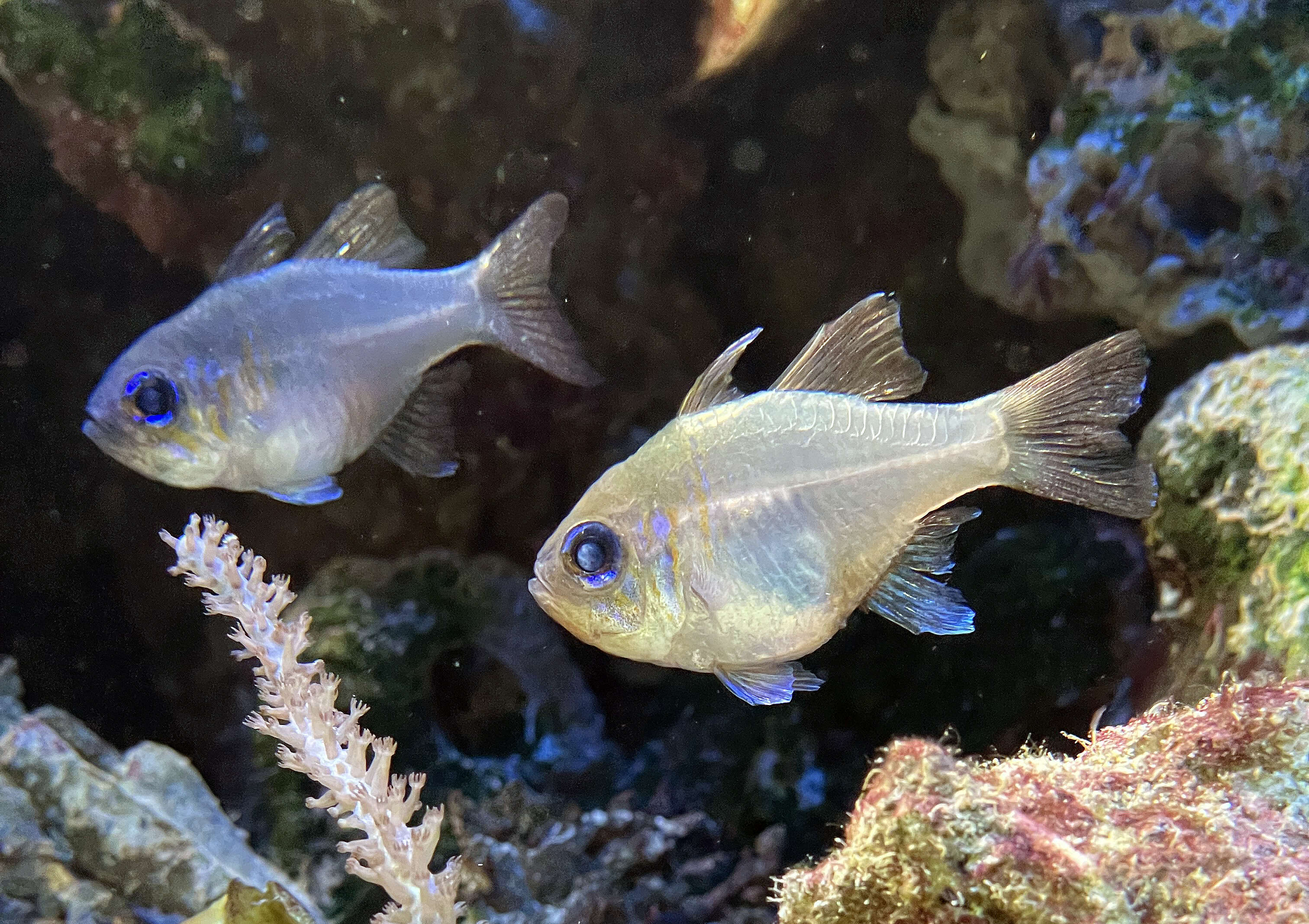 Image of Threadfin cardinalfish