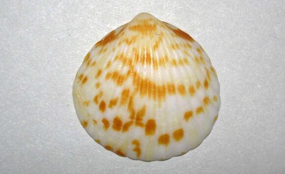 Image of Tucetona pectinata (Gmelin 1791)