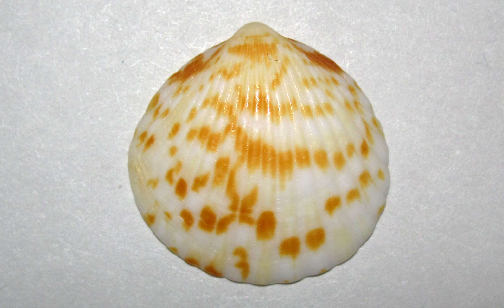 Image de Tucetona pectinata (Gmelin 1791)