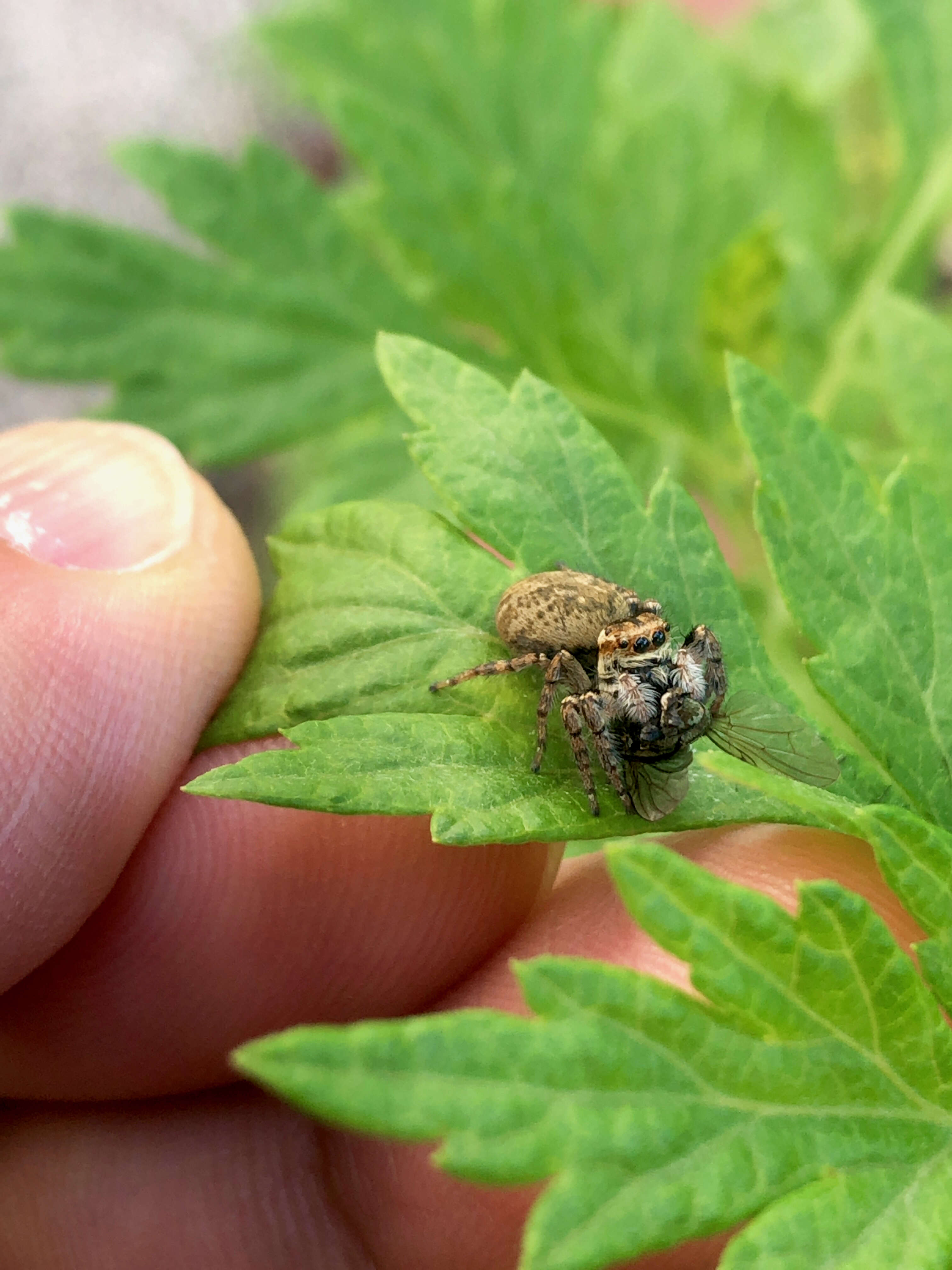 Carrhotus xanthogramma (Latreille 1819) resmi