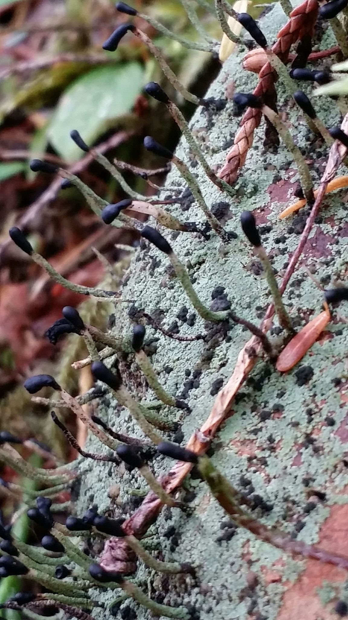 Image of <i>Pilophorus clavatus</i>