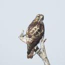 Image of Broad-winged hawk
