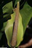 Imagem de Anthurium coriaceum G. Don