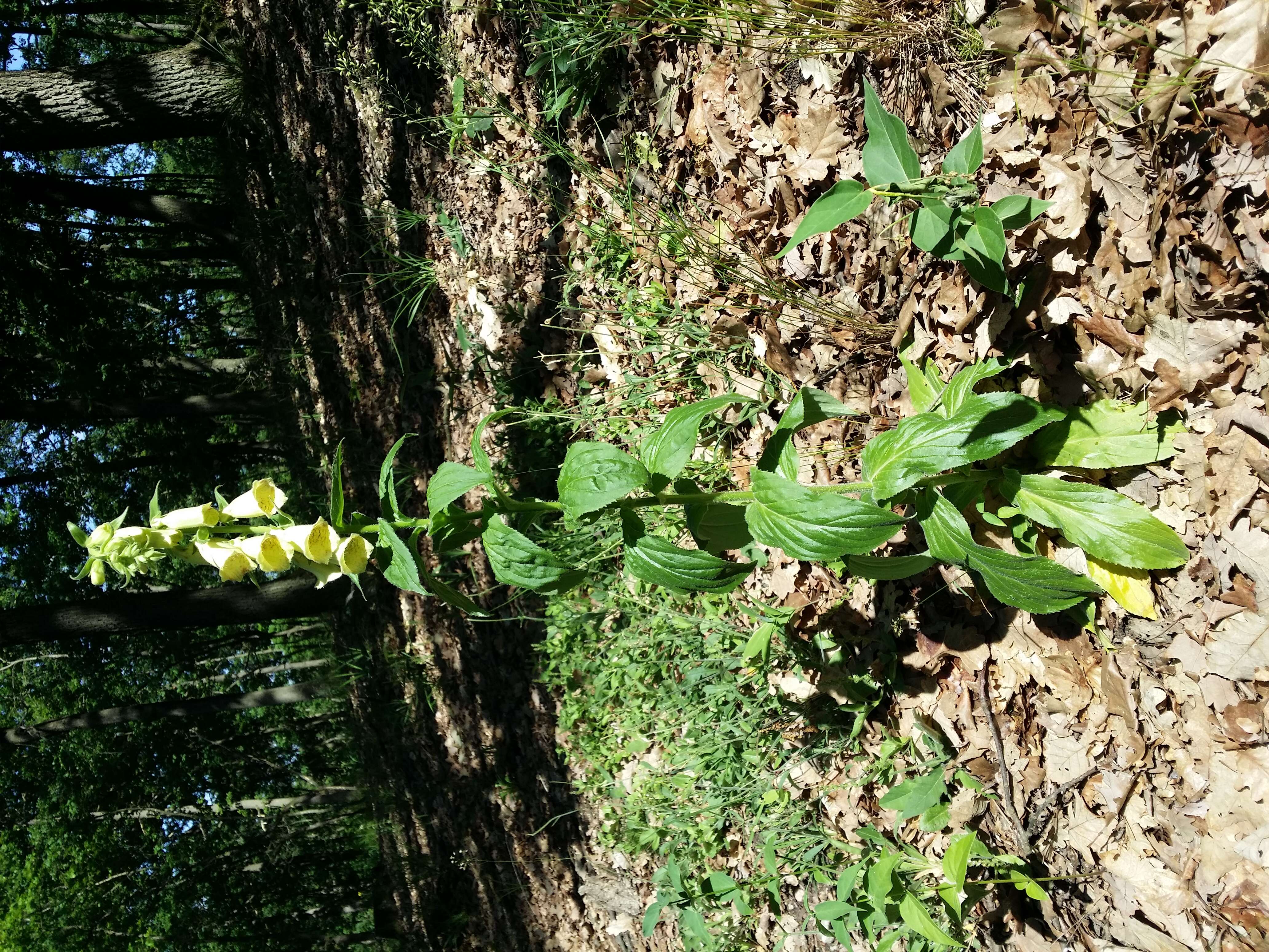 Imagem de Digitalis grandiflora Mill.