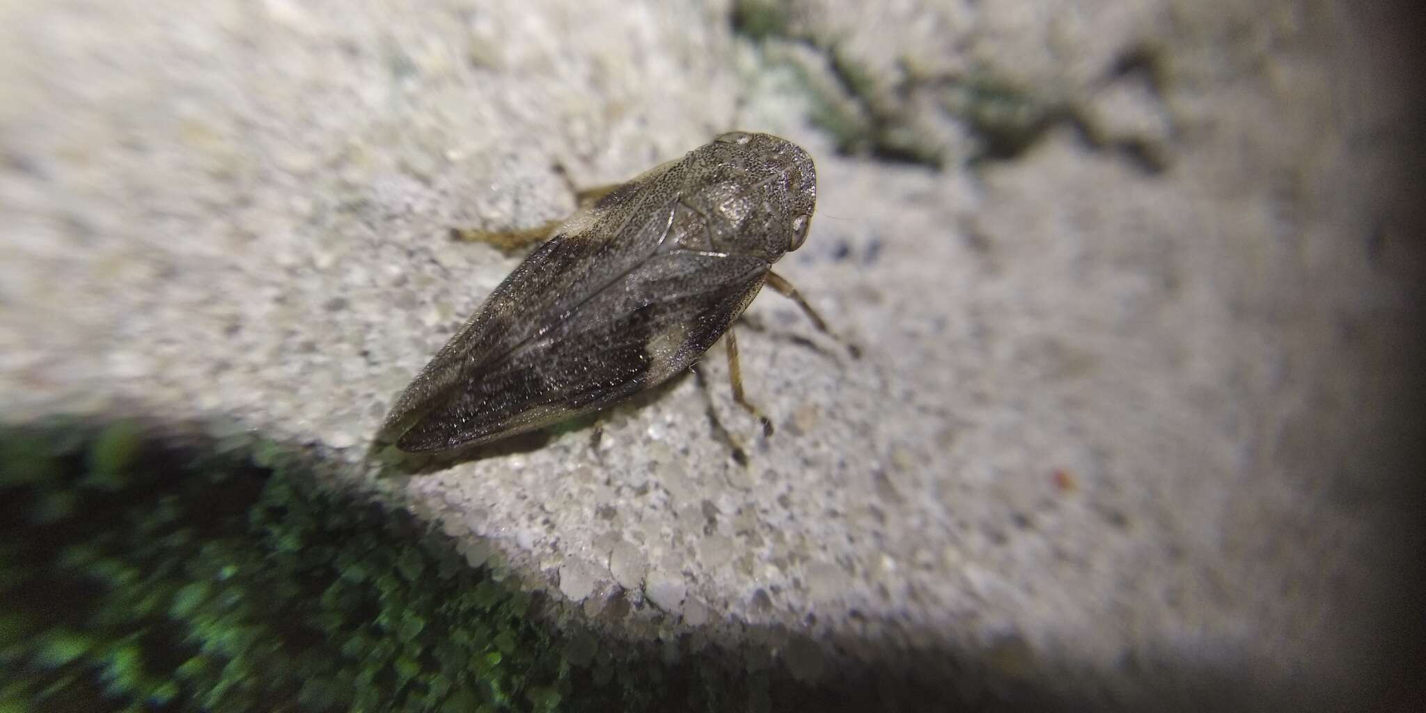 Image of European Alder Spittlebug