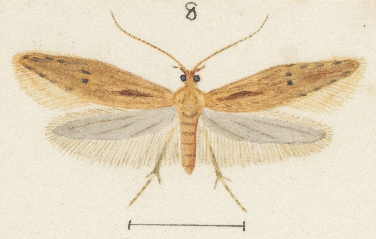 Image of Eutorna symmorpha Meyrick 1889