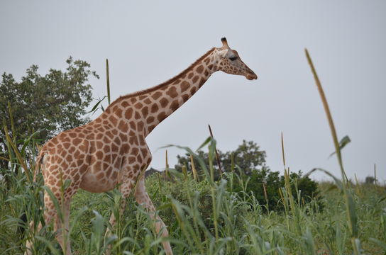 18.https www inaturalist org photos 4627276.580x360