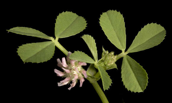 Image of woolly clover