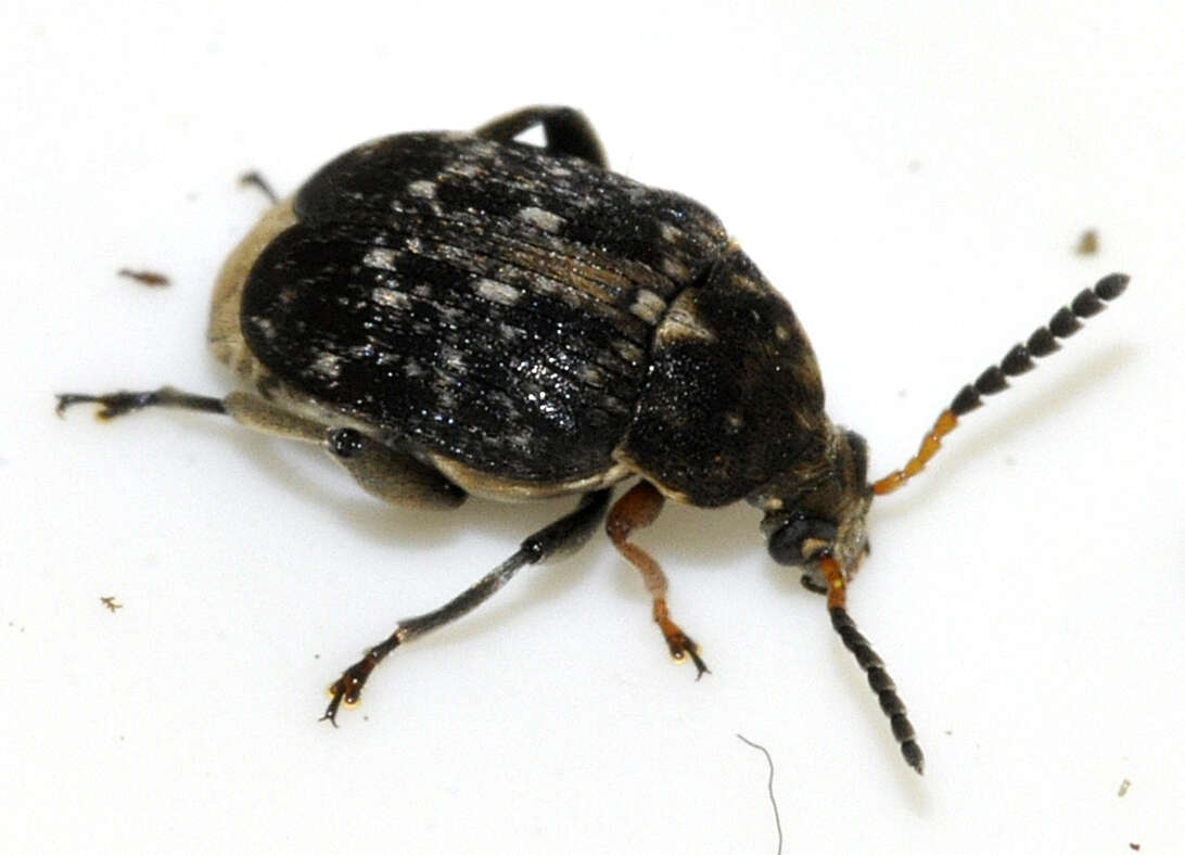 Image of Bean seed beetle