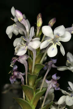 Image of Lapeirousia pyramidalis (Lam.) Goldblatt