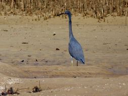 Image of <i>Egretta garzetta dimorpha</i>