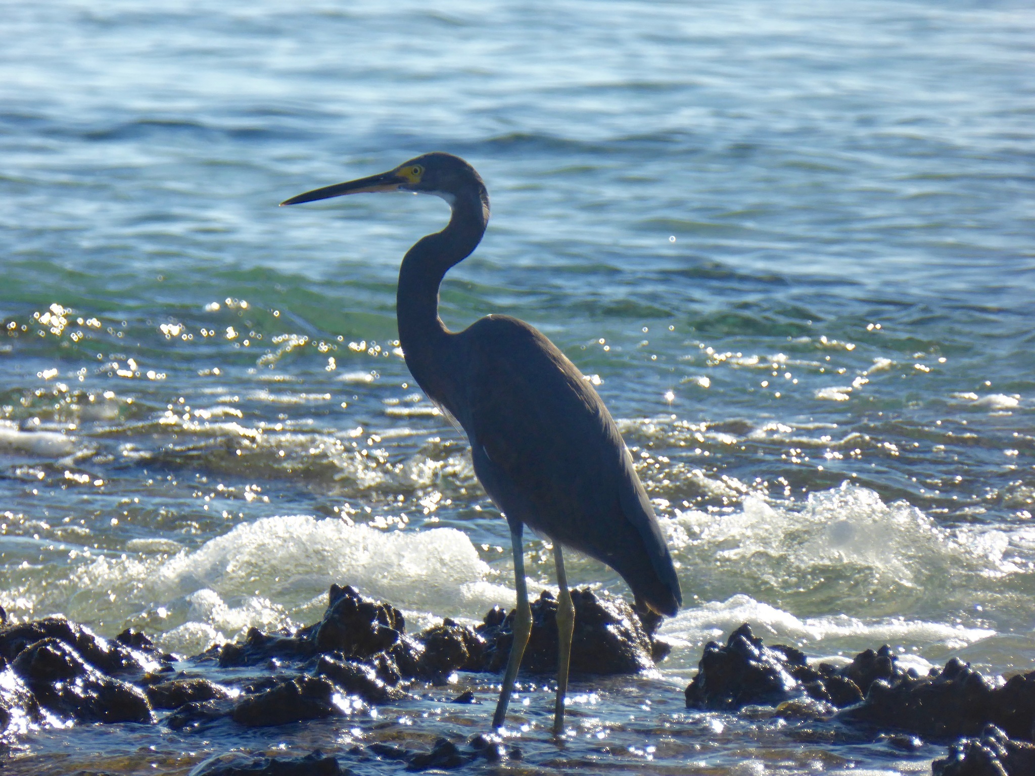 Image of <i>Egretta garzetta dimorpha</i>