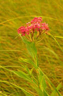 Image of swamp milkweed