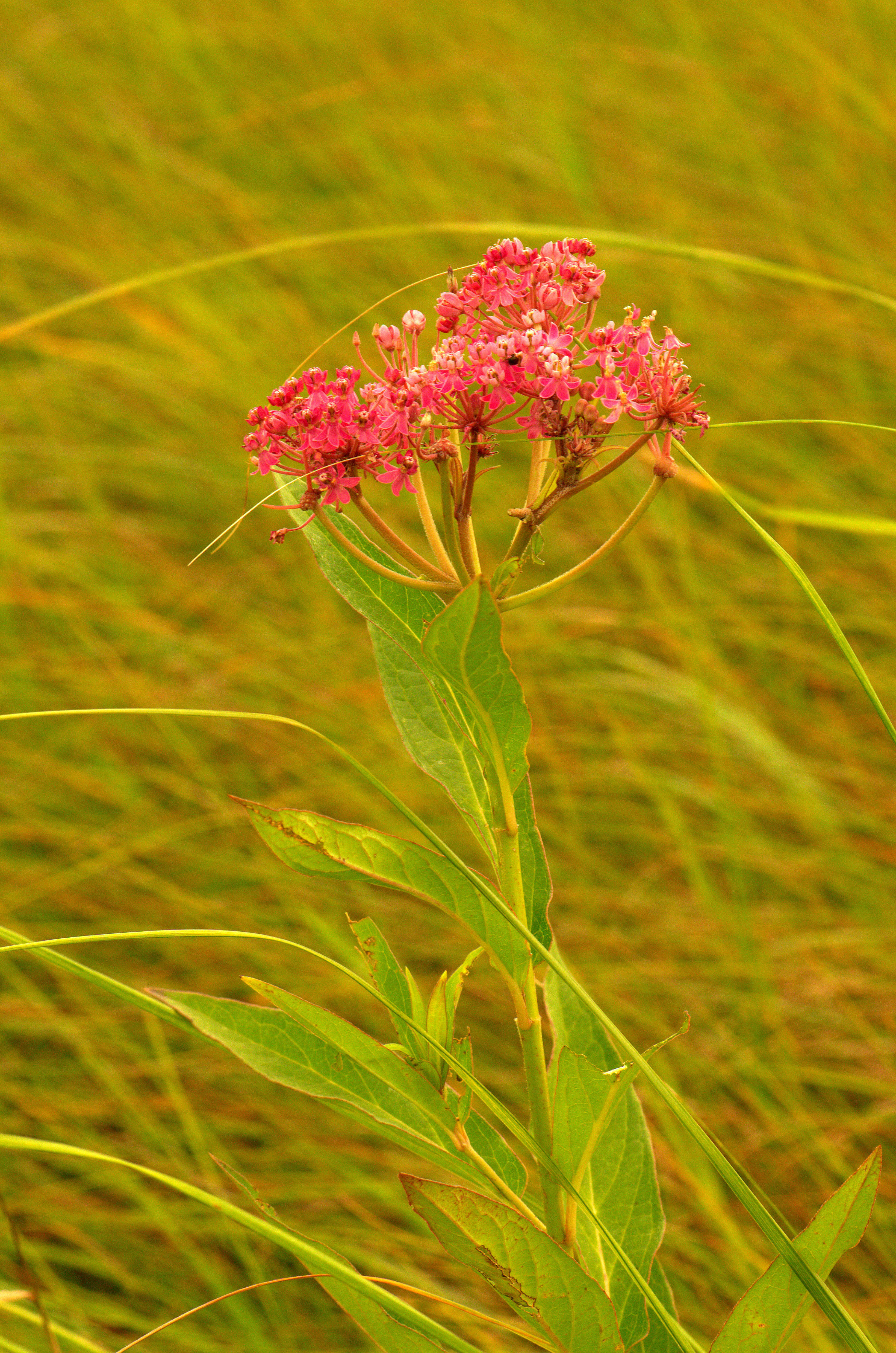 Image of swamp milkweed