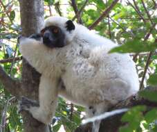 Image of Decken's Sifaka