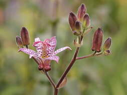 Image of toad lily